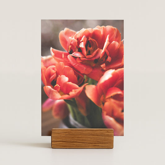 Fotokarte mit roten Tulpen in Nahaufnahme, weiches Licht und unscharfer Hintergrund (Bokeh)