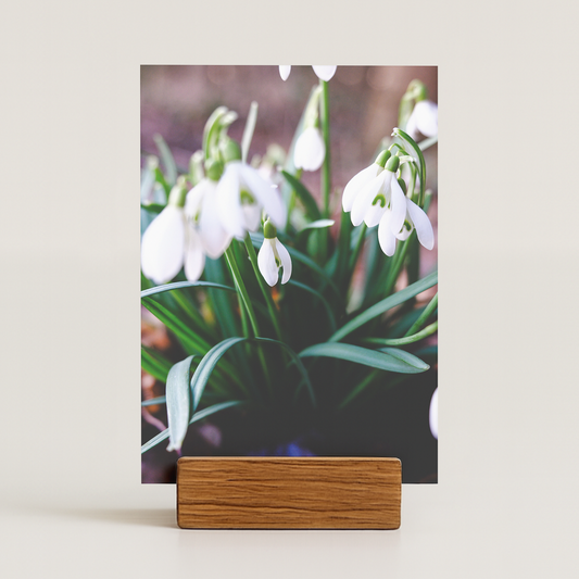 Fotokarte Schneeglöckchen – DIN A6 Frühlings Postkarte | CAMARIE